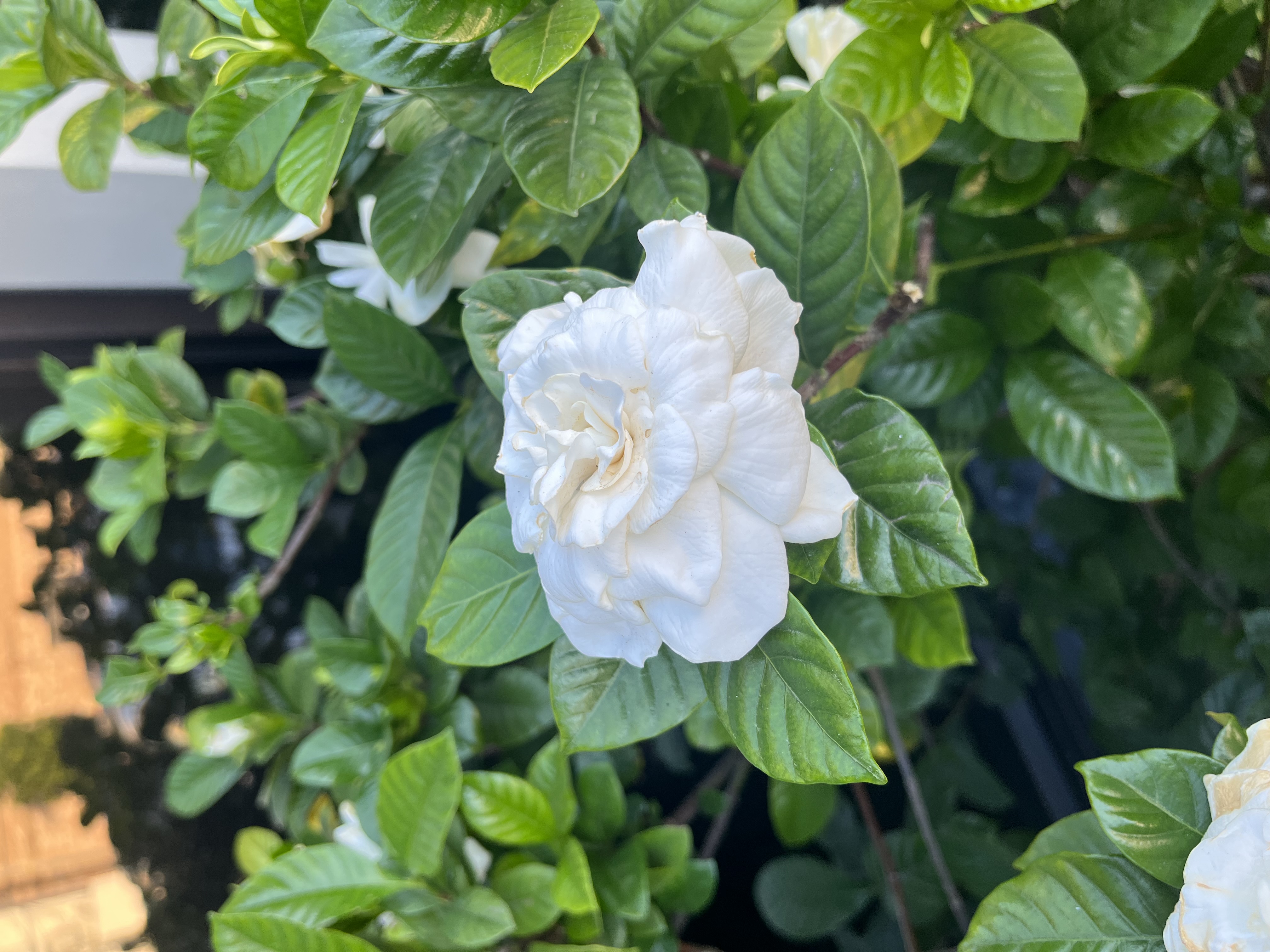 Gardenia flower closeup photo credit Damon Abdi.jpg thumbnail